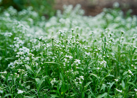 White Sweet - Organic Alyssum Seeds