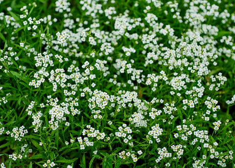 White Sweet - Organic Alyssum Seeds