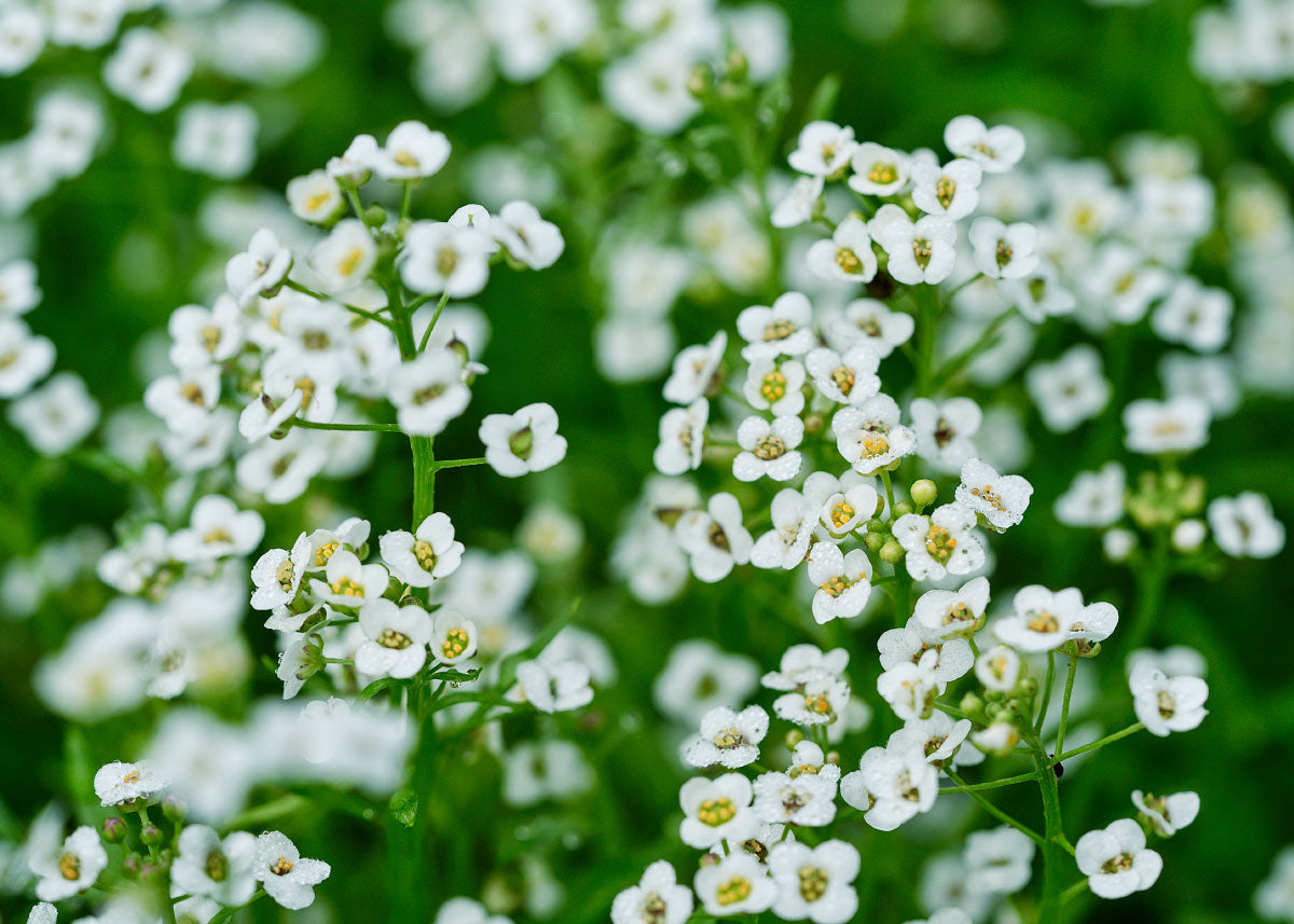 alyssum flower seeds White Sweet