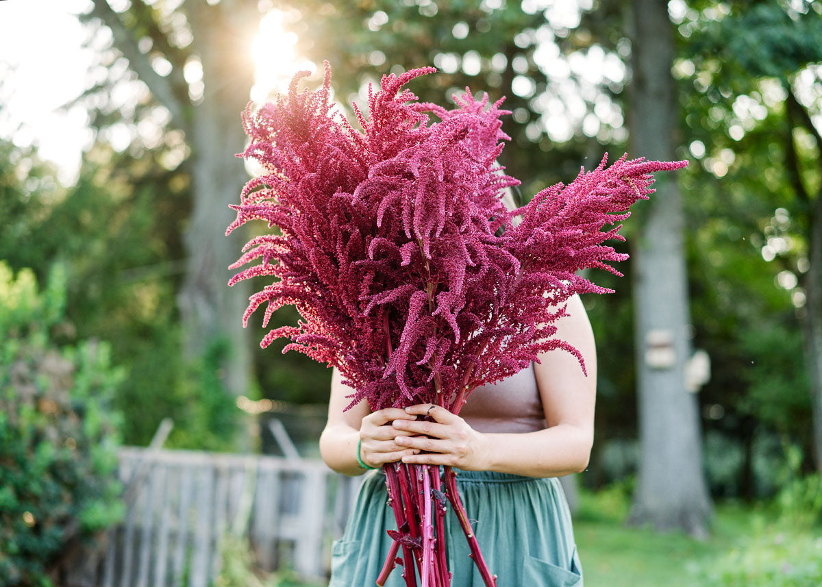 red amaranth seeds for planting Red Garnet