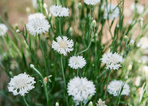Tall White - Centaurea Seeds