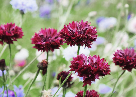 Black Ball - Centaurea Seeds