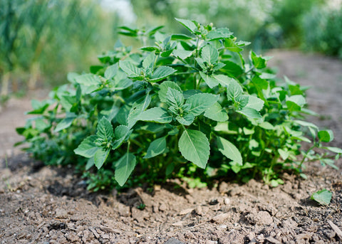 Holy (Tulsi) - Organic Basil Seeds
