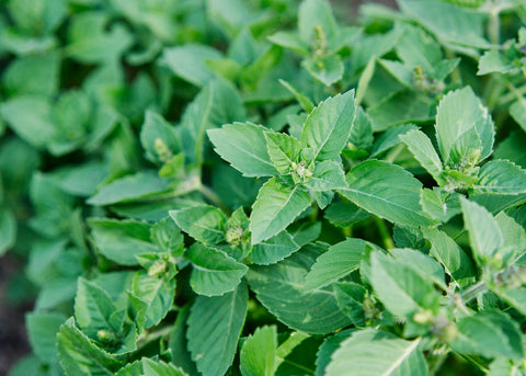 Holy (Tulsi) - Organic Basil Seeds