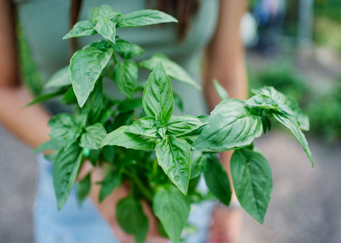 Italian Genovese - Organic Basil Seeds