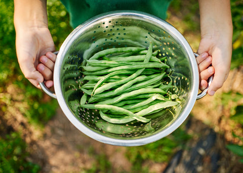 Blue Lake FM1K - Pole Bean Seeds
