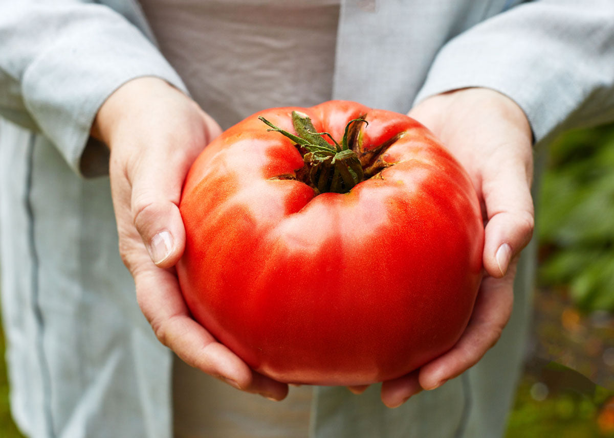 Beefsteak - Heirloom Tomato Seeds – Bucktown Seed Company