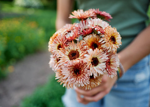 Edible Petals - Edible Flower Seed Kit