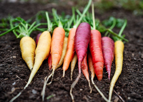 Rainbow Mix - Carrot Seeds