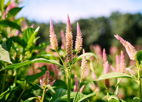 Texas Plume - Organic Celosia Seeds