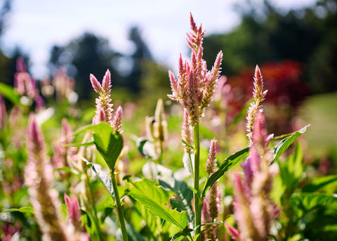 Texas Plume - Organic Celosia Seeds