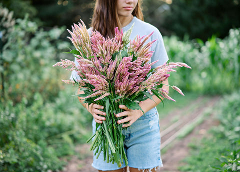 Texas Plume - Organic Celosia Seeds
