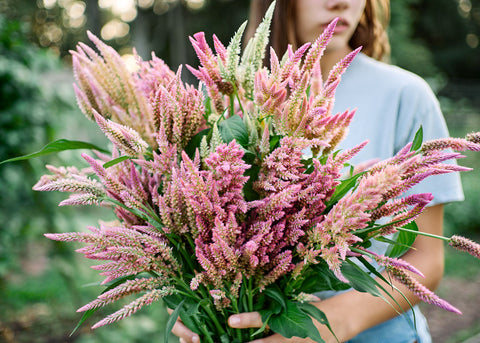Texas Plume - Organic Celosia Seeds