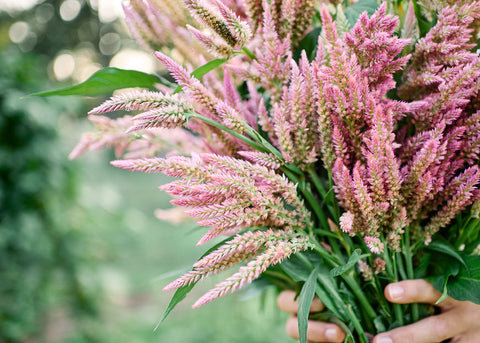 Texas Plume - Organic Celosia Seeds
