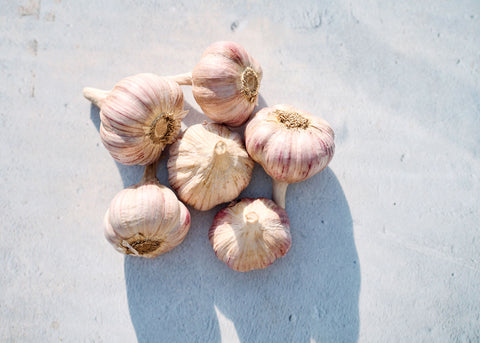 Chesnok Red - Garlic Bulbs