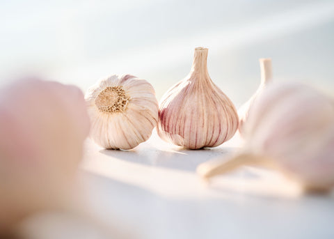 Chesnok Red - Garlic Bulbs