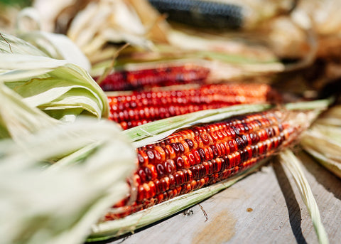 Bloody Butcher - Organic Corn Seeds