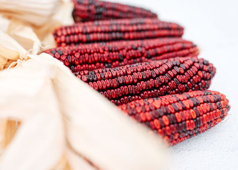 Bloody Butcher - Organic Corn Seeds