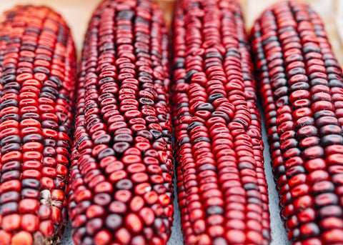 Bloody Butcher - Organic Corn Seeds
