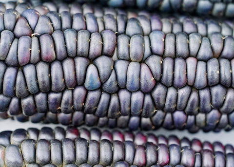 Blue Hopi - Corn Seeds