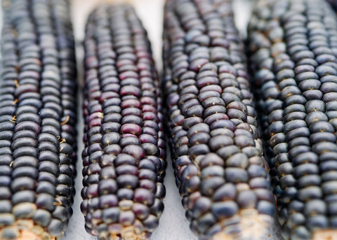Blue Hopi - Corn Seeds