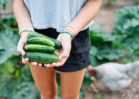 A & C Pickling - Organic Cucumber Seeds