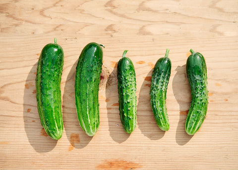 A & C Pickling - Organic Cucumber Seeds