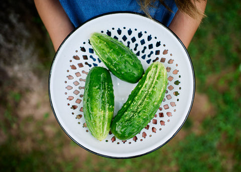 Bushy - Organic Cucumber Seeds