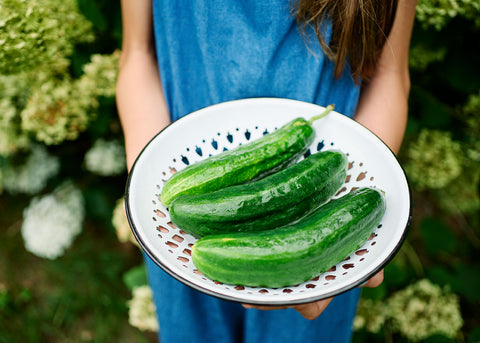 Muncher - Organic Cucumber Seeds
