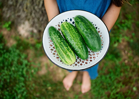Spacemaster 80 - Organic Cucumber Seeds