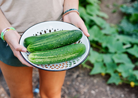 Straight Eight - Organic Cucumber Seeds