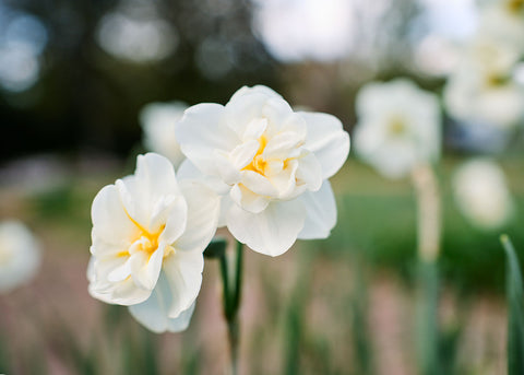 Cheerfulness - Narcissus Bulbs