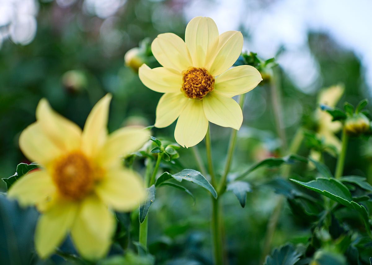 single dahlia seeds Dwarf Single Mix