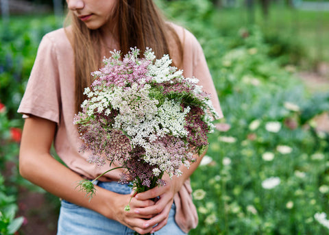 Dara - Organic Daucus Seeds
