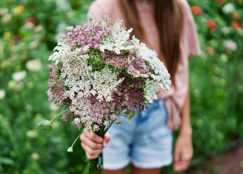 Dara - Organic Daucus Seeds