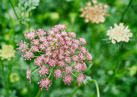 Dara - Organic Daucus Seeds