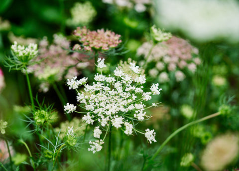 Dara - Organic Daucus Seeds