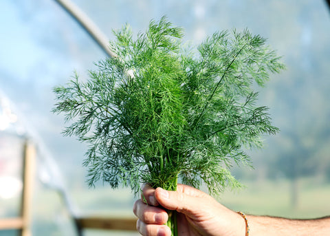 Dukat - Dill Seeds