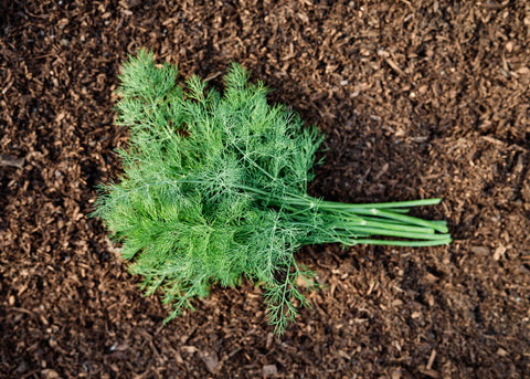 Dukat - Dill Seeds