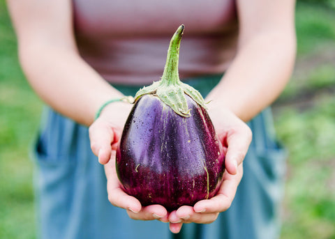 Black Beauty - Organic Eggplant Seeds