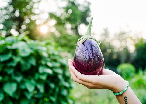 Black Beauty - Organic Eggplant Seeds