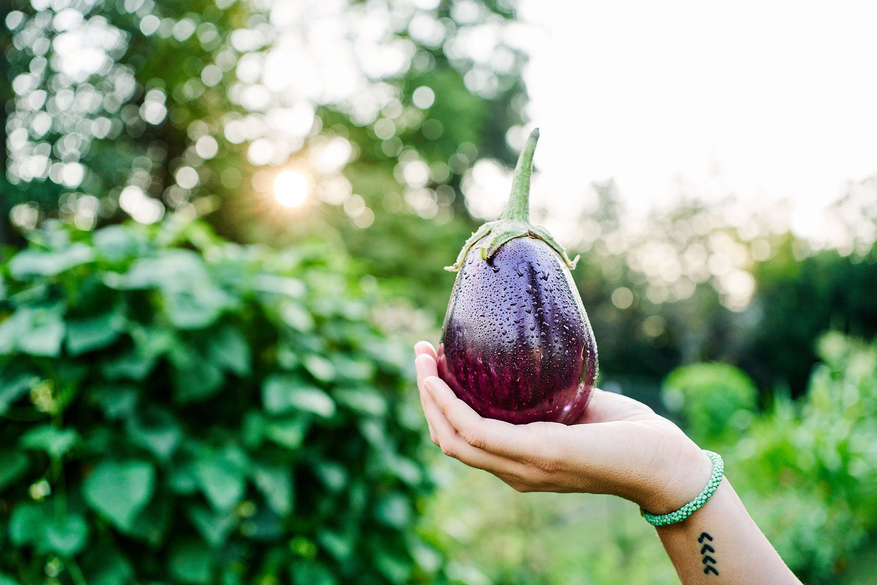 Bucktown Seed Company