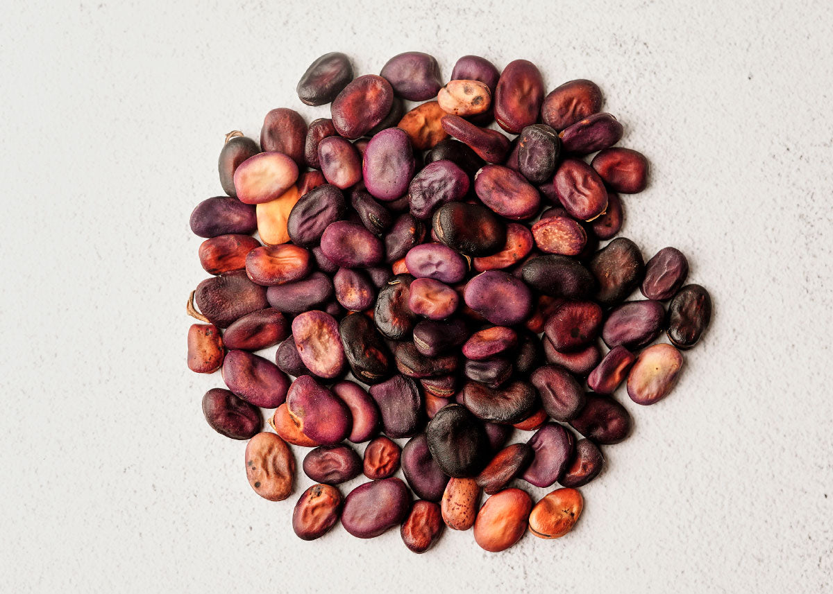 Bolivian Purple Fava Bean Seeds Bucktown Seed Company