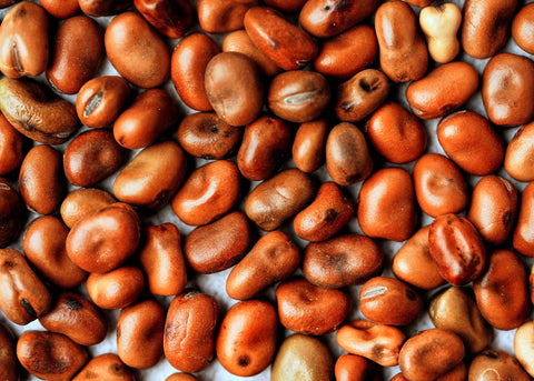 Sweet Lorane - Fava Bean Seeds