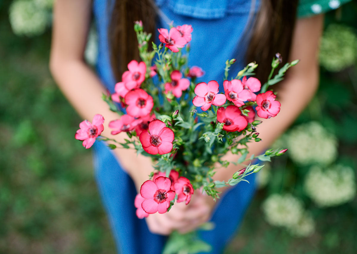 scarlet flax flower seeds Scarlet Flax Heirloom Seeds