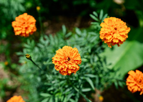 Hawaii - African Marigold Seeds