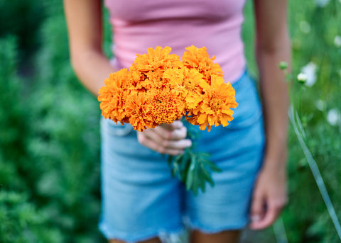 Hawaii - African Marigold Seeds