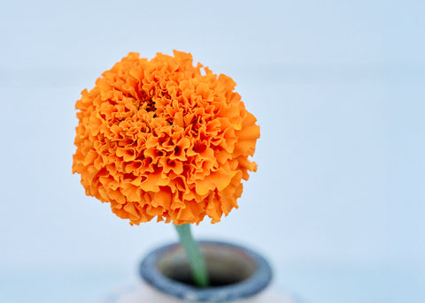 Hawaii - African Marigold Seeds