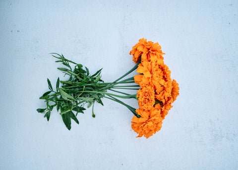 Hawaii - African Marigold Seeds
