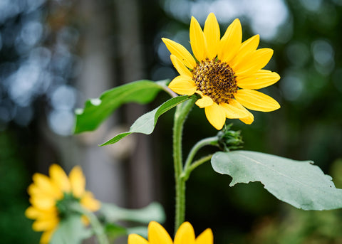 Hopi Black Dye - Organic Sunflower Seeds